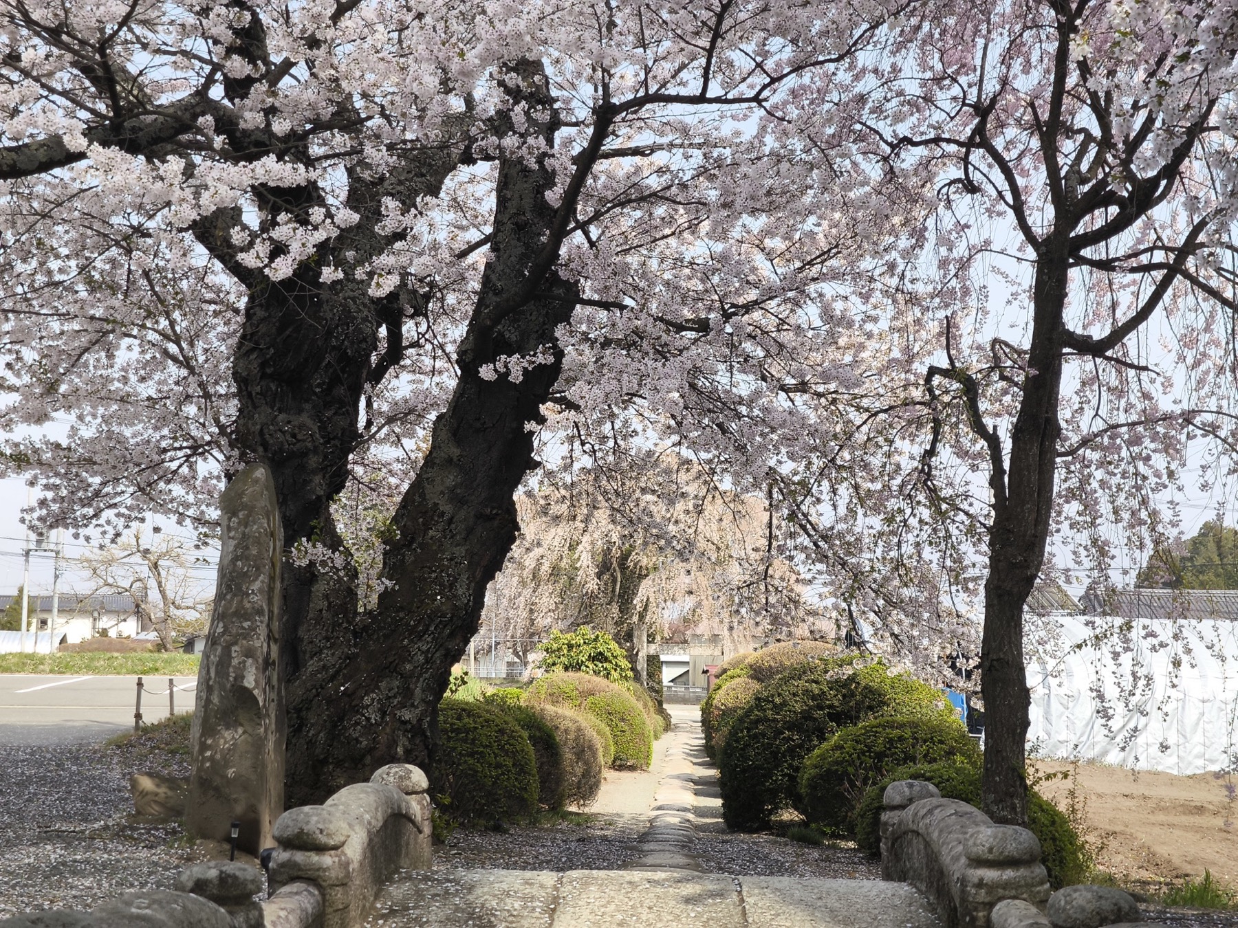 しだれ桜が咲く春の見性寺境内